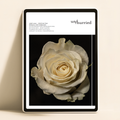 un/hurried - June 2026: Rituals, Not Miracles